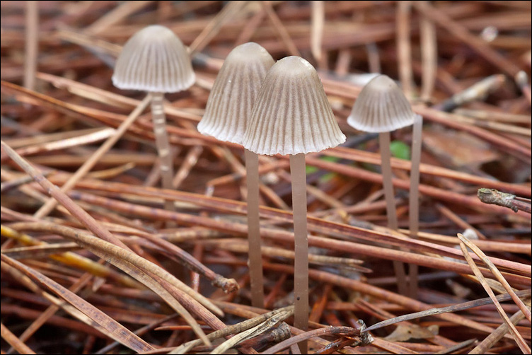 Mycena rosa (ma non rosea)